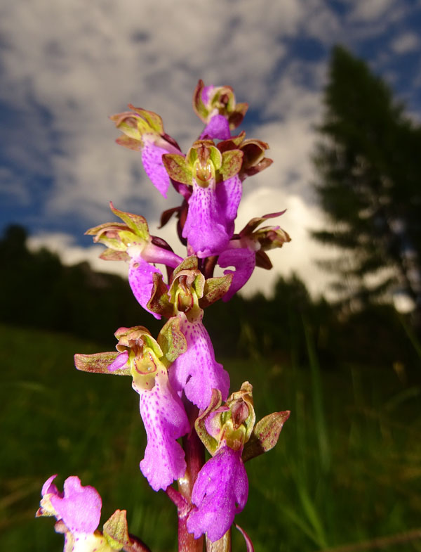 Orchis spitzelii